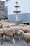 flock of sheep in a town in Galicia, Spain