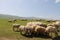 Flock of sheep with unusual coats