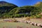 A flock of sheep in Vallee de la Claree Claree Valley above Nevache village