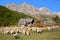 A flock of sheep in Vallee de la Claree Claree Valley above Nevache village, Hautes Alpes