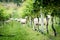 A flock of sheep at vineyard curiously stare into the camera