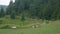 Flock of Sheep Walk along Path at Coniferous Forest Background