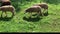 A flock of sheep walk on the lawn. Sheep eat grass, graze on green grass. Farm animal from a close distance