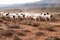 Flock of sheep walking down gravel road