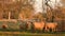 Flock of sheep walking, standing in a field with trees by a fence on a farm at sunset or sunrise