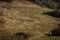 A flock of sheep walks on the road between the mountains