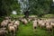 A flock of sheep walks to the pasture in summer