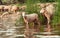 Flock of sheep on a watering hole. Sheep drinking water on the