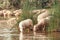 Flock of sheep on a watering hole. Sheep drinking water on the