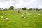 Flock of sheep, west of Ireland