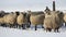 Flock of sheep in winter.