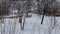 Flock of sheep in winter harsh conditions