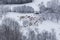 Flock of sheep in winter harsh conditions