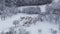 Flock of sheep in winter harsh conditions