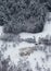 Flock of sheep in winter harsh conditions