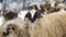 Flock of sheep in winter harsh conditions