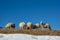 Flock of sheep in winter time in Transylvania at the farm