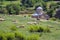 Flock of sheep on wooded slope