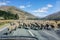 Flock of sheeps crossing the road in New Zealand