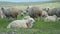 flock of sheeps eating chewing grass while grazing on green field