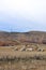 Flock of sheeps grazin at Patagonian Landscape