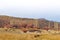 Flock of sheeps grazin at Patagonian Landscape