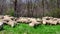 Flock sheeps grazing on the banks of the river