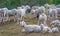 Flock of sheeps grazing in a hill at sunset