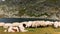 Flock of sheeps grazing on mountain in summer time