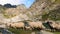 Flock of sheeps grazing on mountain in summer time