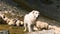 Flock of sheeps grazing on mountain in summer time