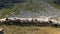 Flock of sheeps grazing on mountain in summer time
