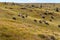 Flock of sheeps grazing on summer hills. Pasture background. Herd of lambs on carpathian mountains. Rural landscape.