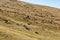 Flock of sheeps grazing on summer hills. Pasture background. Herd of lambs on carpathian mountains. Rural landscape.