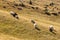 Flock of sheeps grazing on summer hills. Pasture background. Herd of lambs on carpathian mountains. Rural landscape.