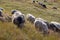 Flock of sheeps grazing on summer hills. Pasture background. Herd of lambs on carpathian mountains. Rural landscape.