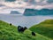 Flock of sheeps on pasture on Kalsoy island, Kallur Lighthouse location. Gloomy summer view of Faroe Islands, Denmark, Europe. Fan