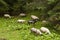 Flock of sheeps on a subalpine meadow