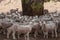 Flock of sheered sheep standing in the shade of tree