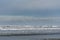 Flock of shorebirds flying on a stormy day at Copalis Beach, Ocean Shores, Washington State