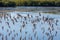 Flock of shorebirds on Sanibel Island.