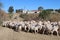 Flock of shorn Angora goats, South Africa