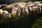 Flock of shorn sheep