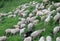 flock with shorn sheep without wool fleece before the hot summer