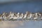 A flock of Short-billed Dowitcher Limnodromus griseus foraging on Florida beach.