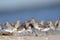 Flock of Short-billed Dowitcher Limnodromus griseus foraging on Florida beach.