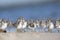 A flock of Short-billed Dowitcher Limnodromus griseus foraging on Florida beach.
