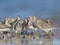 A flock of Short-billed Dowitcher Limnodromus griseus foraging on Florida beach.