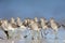 A flock of Short-billed Dowitcher Limnodromus griseus foraging on Florida beach.