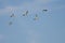 Flock of Short-Billed Dowitchers Flying in a Blue Sky